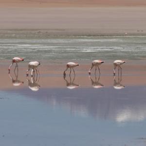 20140119_Parque_Eduardo_Laguna_Colorada_Avaroa_Flamingos_026